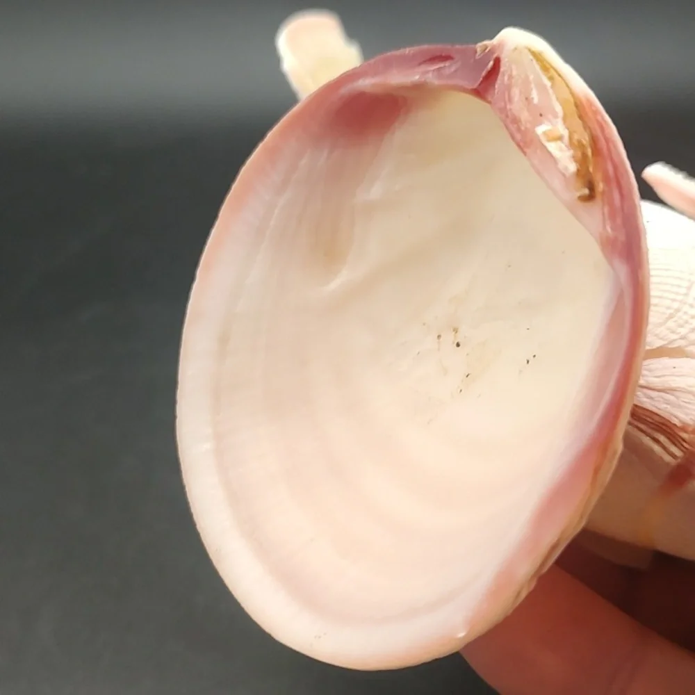 Vintage Handcrafted Seashell Fish Sculpture - 5.5